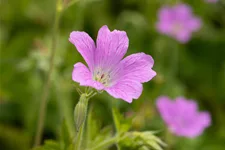 Geranium x oxonianum 'Rose Clair'