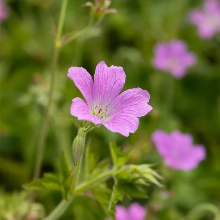 Geranium x oxonianum 'Rose Clair'