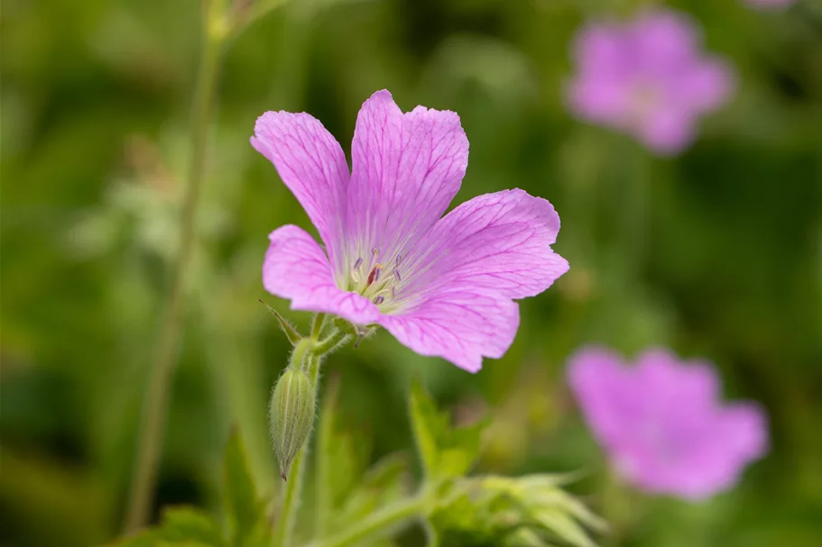 Geranium x oxonianum 'Rose Clair'