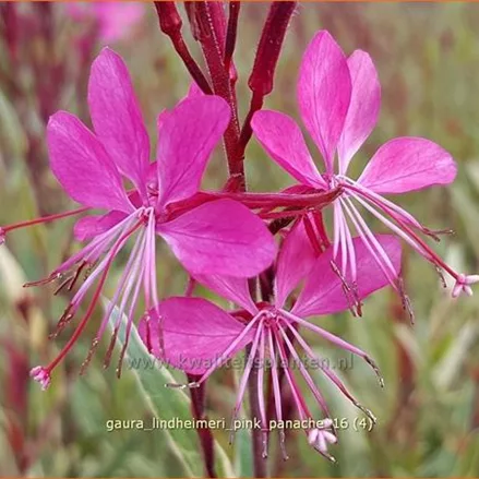 Gaura lindheimeri 'Pink Panache'