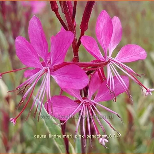Gaura lindheimeri 'Pink Panache'