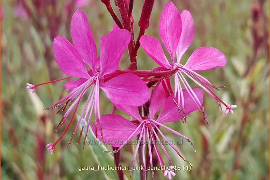 Gaura lindheimeri 'Pink Panache'