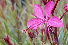 Gaura lindheimeri 'Pink Panache'