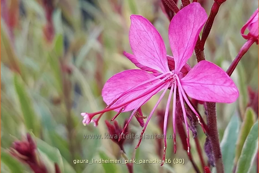 Gaura lindheimeri 'Pink Panache'