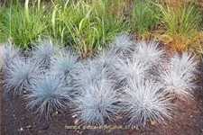 Festuca glauca 'Elijah Blue'