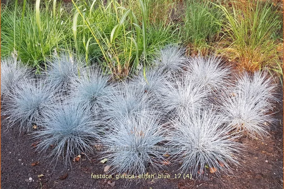 Festuca glauca 'Elijah Blue'
