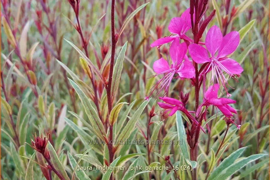 Gaura lindheimeri 'Pink Panache'