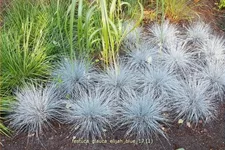 Festuca glauca 'Elijah Blue'