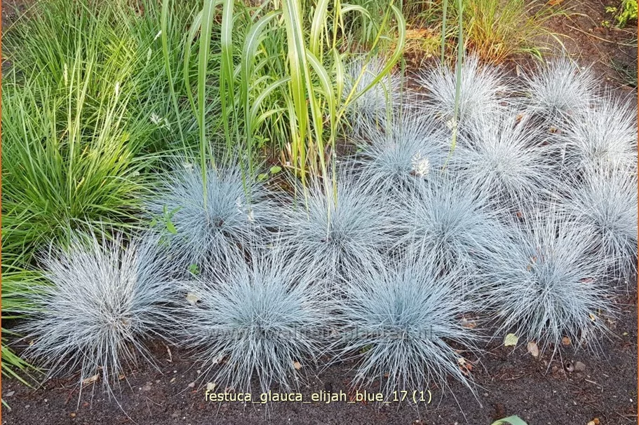 Festuca glauca 'Elijah Blue'