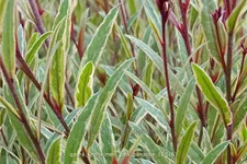 Gaura lindheimeri 'Pink Panache'