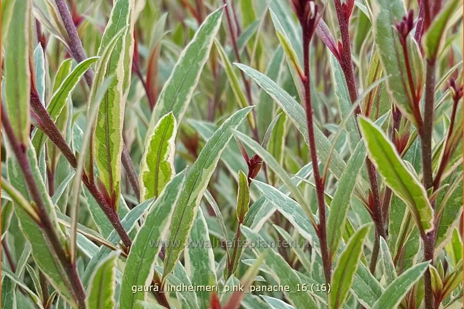 Gaura lindheimeri 'Pink Panache'