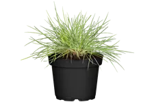 Festuca glauca 'Elijah Blue'