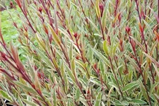 Gaura lindheimeri 'Pink Panache'