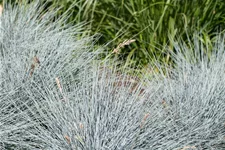 Festuca glauca 'Elijah Blue'