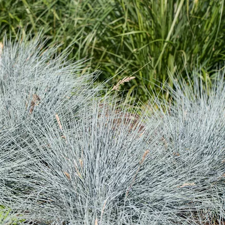 Festuca glauca 'Elijah Blue'