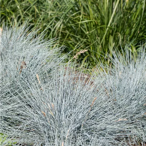 Festuca glauca 'Elijah Blue'