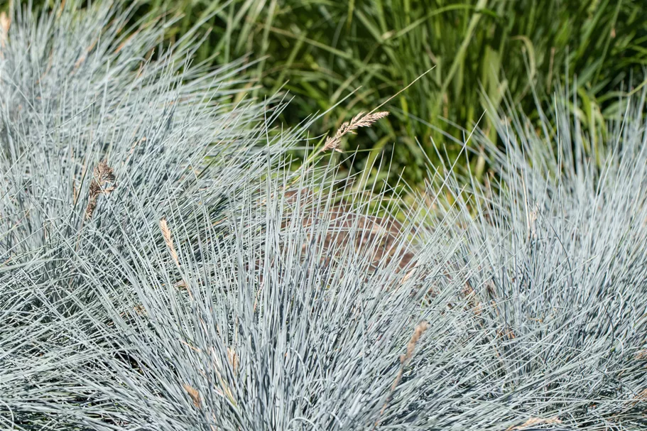 Festuca glauca 'Elijah Blue'