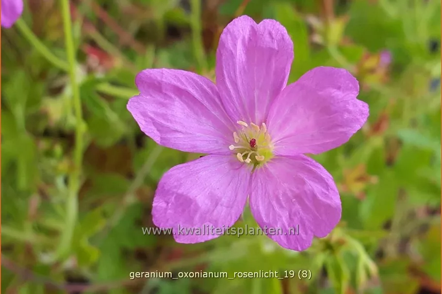 Geranium x oxonianum 'Rosenlicht'