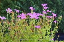 Geranium x oxonianum 'Rosenlicht'