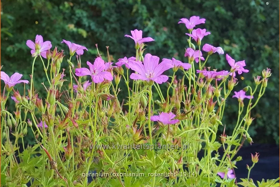 Geranium x oxonianum 'Rosenlicht'
