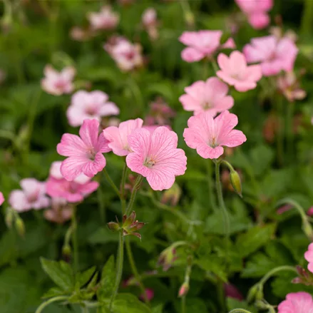Geranium x oxonianum 'Rosenlicht'