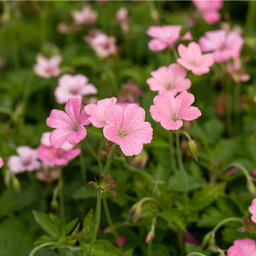 Geranium x oxonianum 'Rosenlicht'