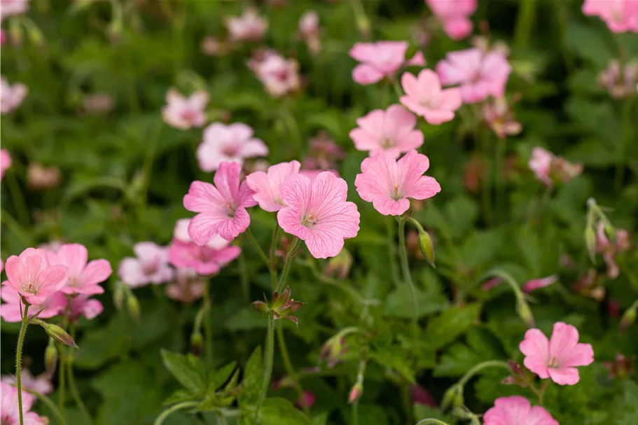 Geranium x oxonianum 'Rosenlicht'