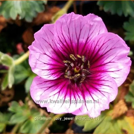 Geranium 'Jolly Jewel Violet'