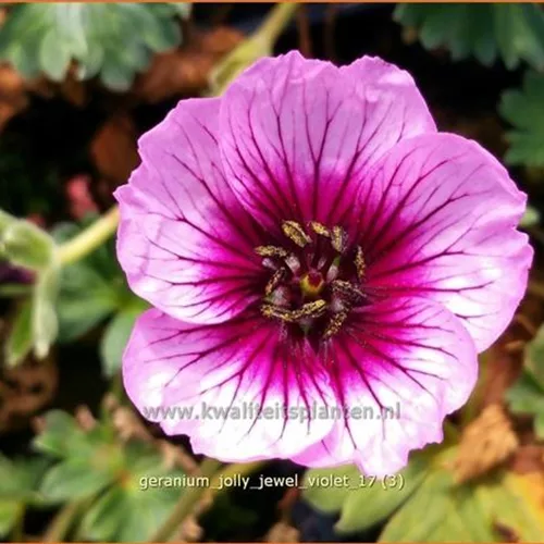 Geranium 'Jolly Jewel Violet'