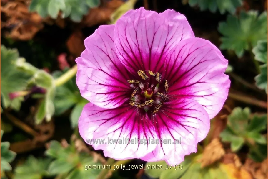 Geranium 'Jolly Jewel Violet'