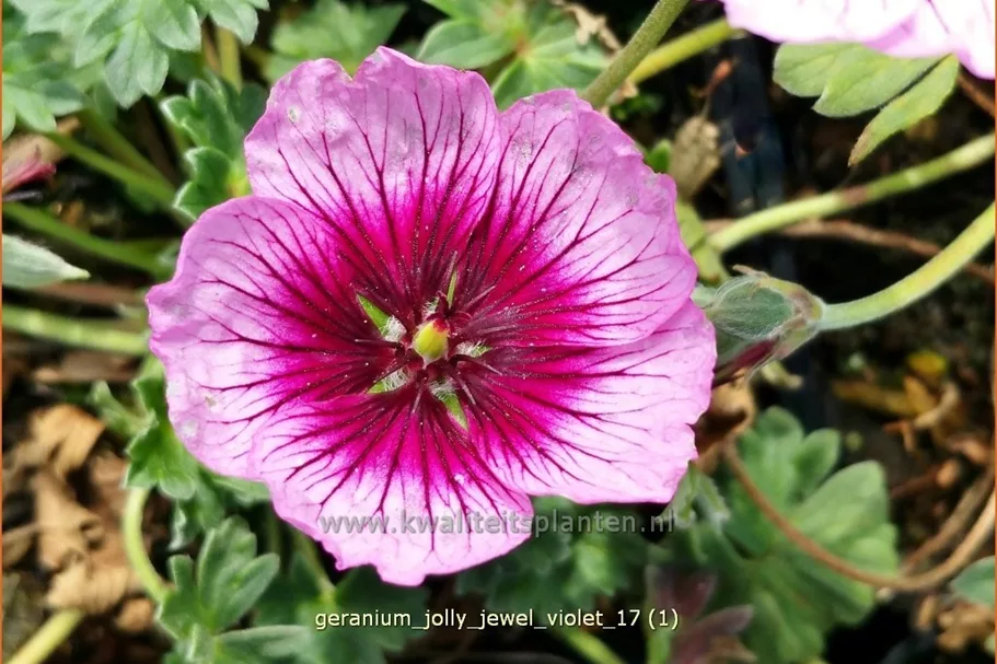 Geranium 'Jolly Jewel Violet'