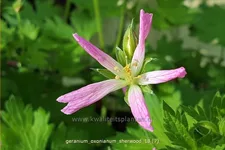 Geranium x oxonianum 'Sherwood'