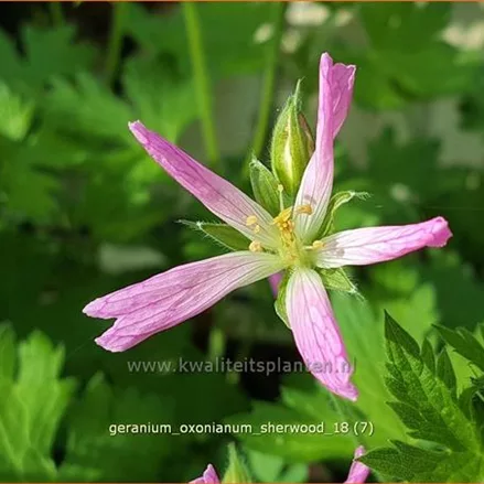 Geranium x oxonianum 'Sherwood'
