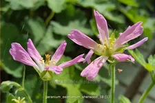 Geranium x oxonianum 'Sherwood'