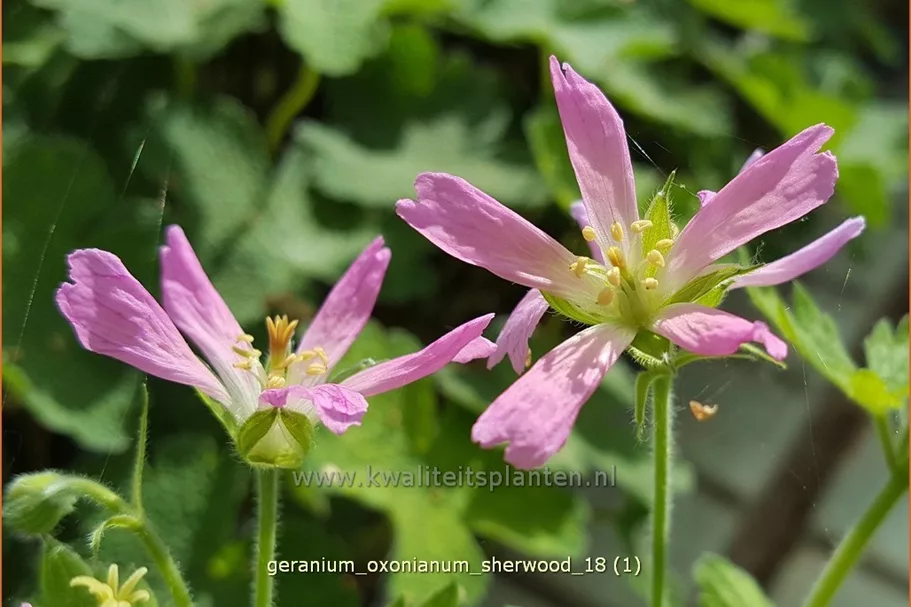 Geranium x oxonianum 'Sherwood'