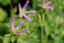 Geranium x oxonianum 'Sherwood'
