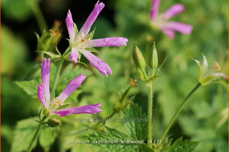 Geranium x oxonianum 'Sherwood'