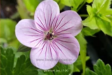 Geranium 'Joy'