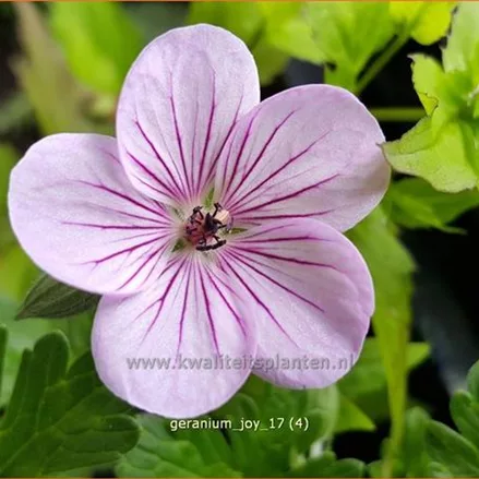 Geranium 'Joy'