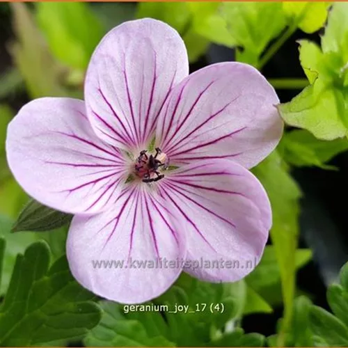 Geranium 'Joy'