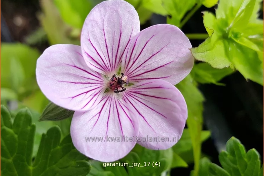 Geranium 'Joy'