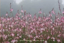 Gaura lindheimeri 'Rosy Jane'