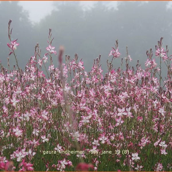 Gaura lindheimeri 'Rosy Jane'