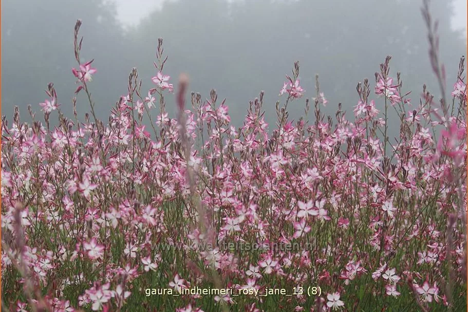 Gaura lindheimeri 'Rosy Jane'