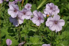 Geranium 'Joy'