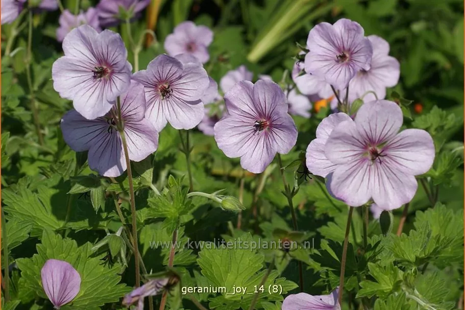 Geranium 'Joy'