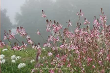 Gaura lindheimeri 'Rosy Jane'