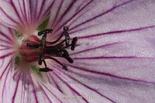 Geranium 'Joy'