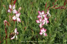 Gaura lindheimeri 'Rosy Jane'