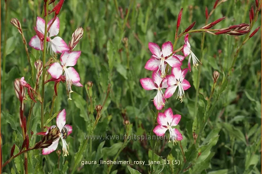 Gaura lindheimeri 'Rosy Jane'